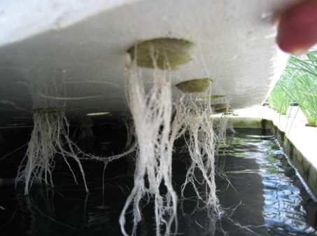 チンゲンサイ通常品