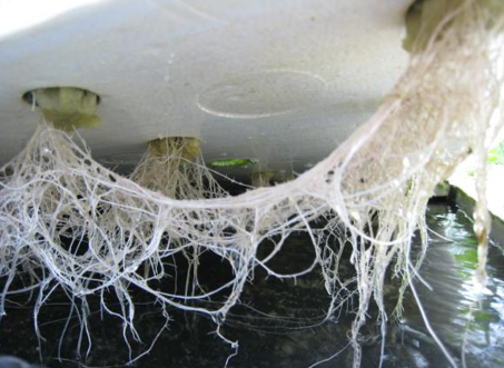 除菌タン君使用実例